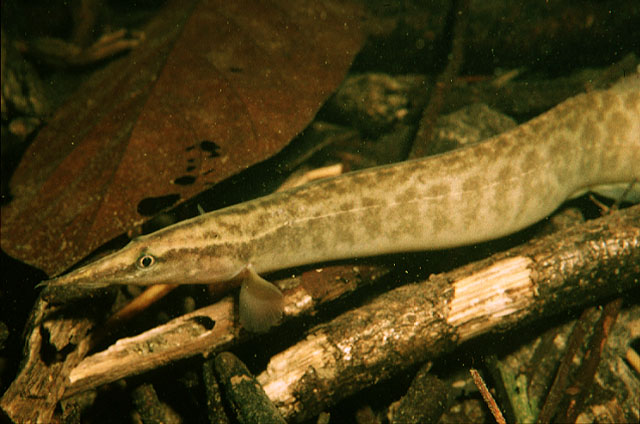 Macrognathus keithi