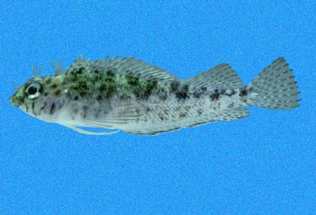 Malacoctenus mexicanus