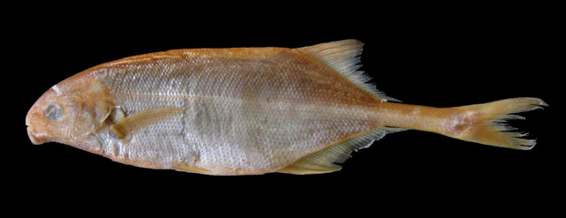 Mamen_u0.jpg