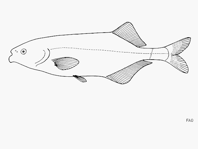 Marcusenius nyasensis