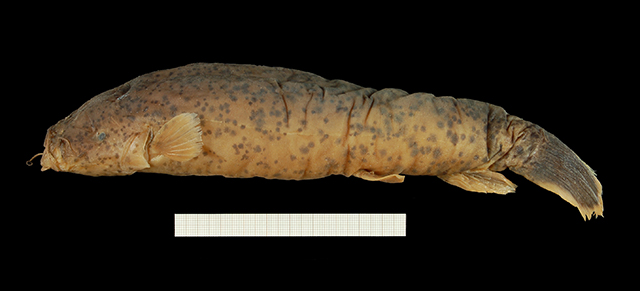 Malapterurus punctatus