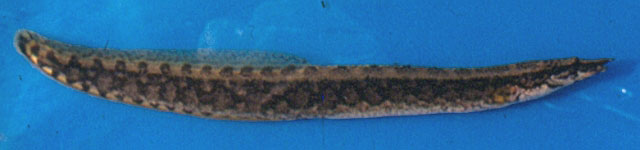 Mastacembelus sanagali