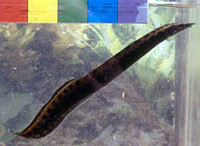 Mastacembelus marchei