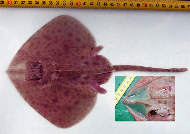 Malacoraja senta