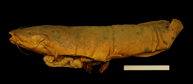 Malapterurus shirensis