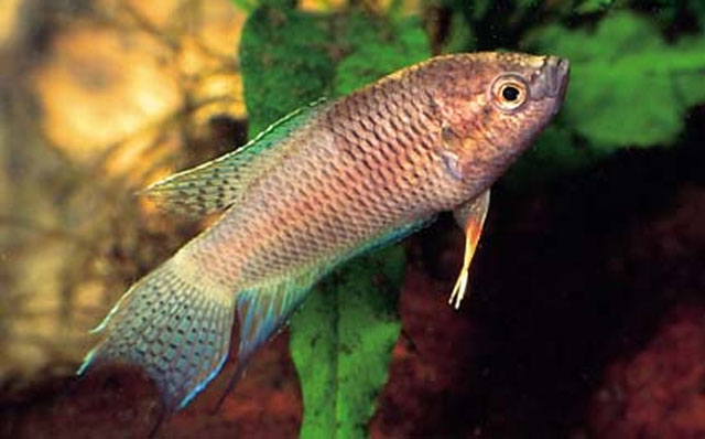 Macropodus spechti