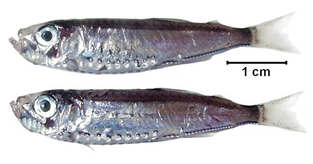 Maurolicus stehmanni