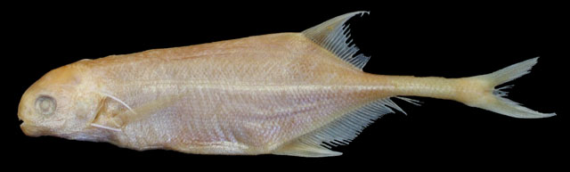 Marcusenius thomasi