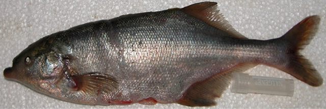 Marcusenius victoriae