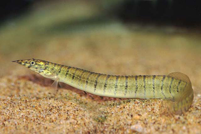 Macrognathus zebrinus