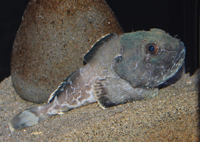 Malacocottus zonurus