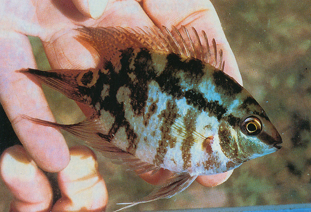 Mesonauta acora