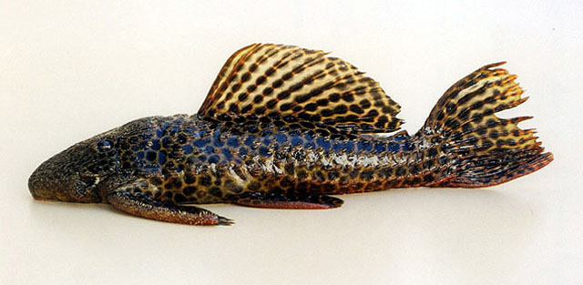 Megalancistrus parananus