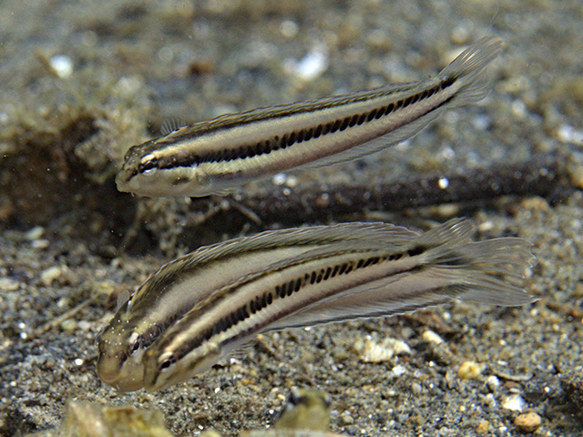 Meiacanthus anema