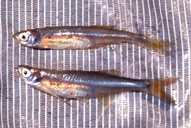 Engraulicypris brevianalis