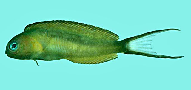 Meiacanthus bundoon