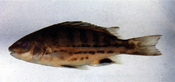 Mesopristes cancellatus