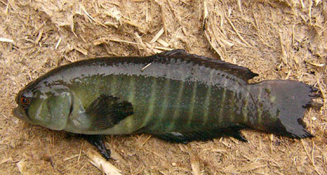 Titanolebias cheradophilus