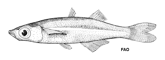 Menidia conchorum