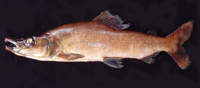 Mesoborus crocodilus