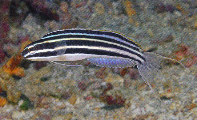 Meiacanthus cyanopterus