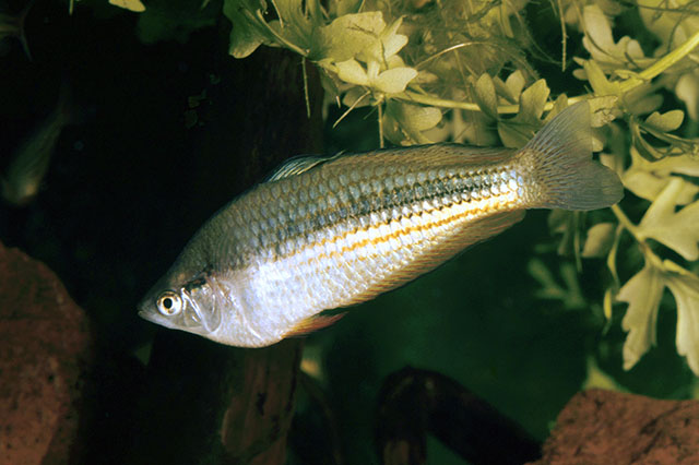 Melanotaenia duboulayi