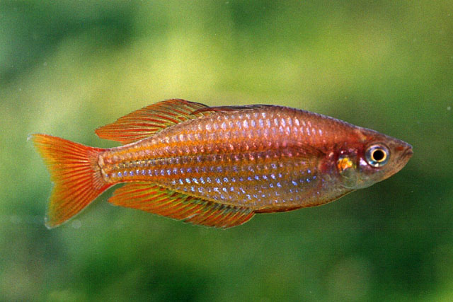 Melanotaenia eachamensis