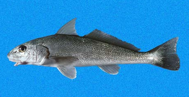 Menticirrhus elongatus