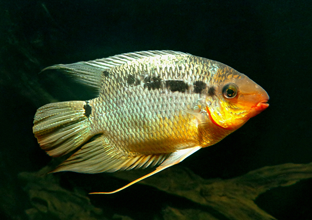 Mesonauta insignis
