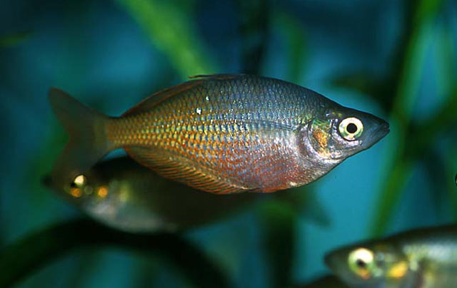 Melanotaenia irianjaya