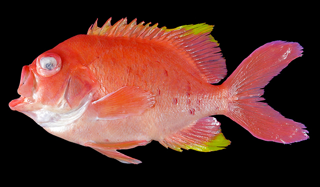 Mekin_u0.jpg