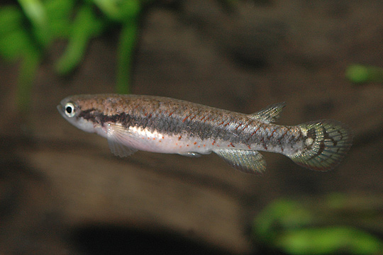 Melanorivulus modestus