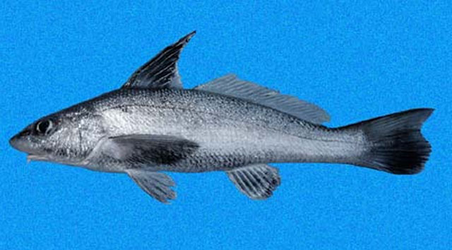 Menticirrhus nasus