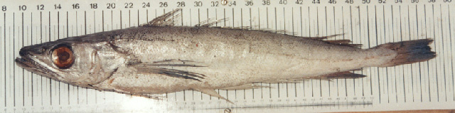 Merluccius paradoxus