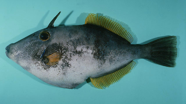 Meuschenia scabra