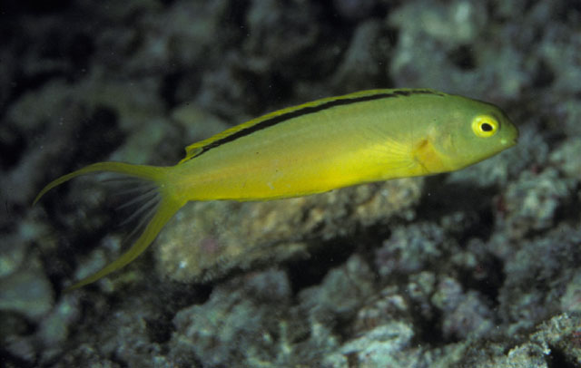 Meiacanthus tongaensis