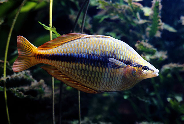 Melanotaenia trifasciata