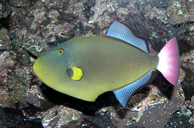Melichthys vidua