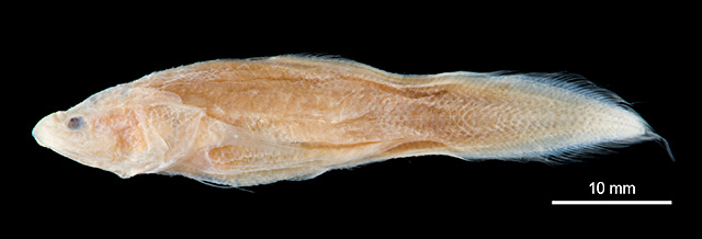 Microbrotula andersoni
