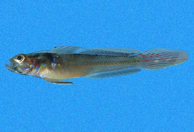 Microgobius brevispinis
