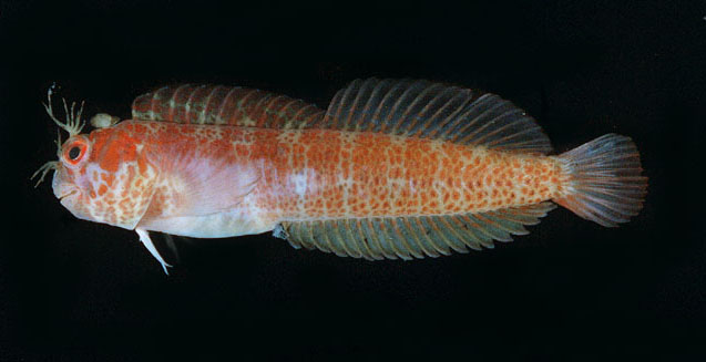 Mimoblennius cirrosus