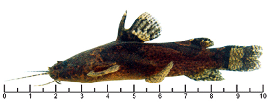 Microglanis garavelloi