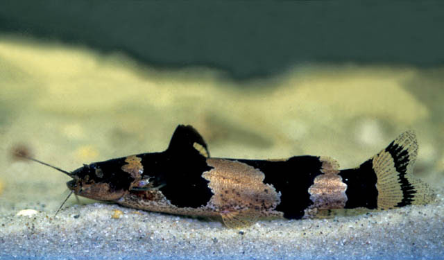 Microglanis iheringi