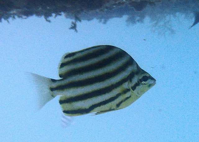 Microcanthus joyceae
