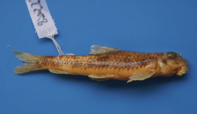 Microphysogobio labeoides