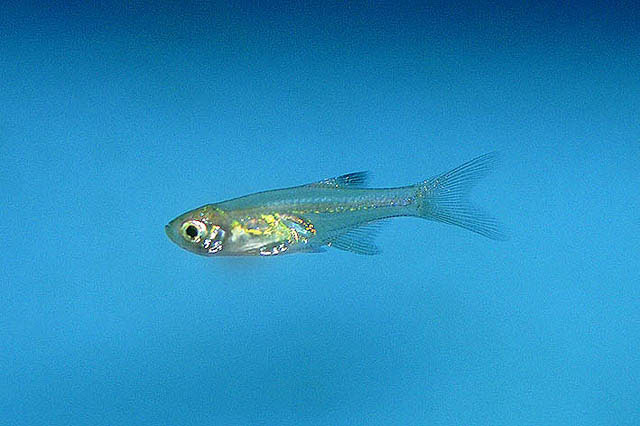 Microdevario nanus