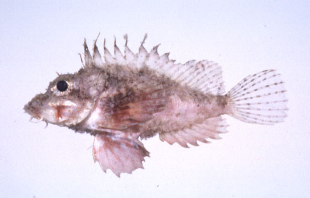 Minous pusillus