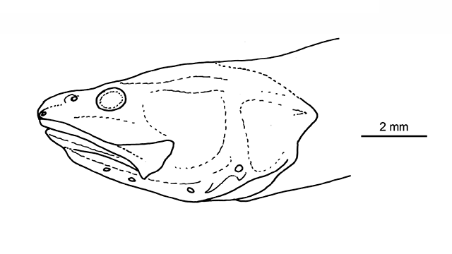 Microbrotula queenslandica