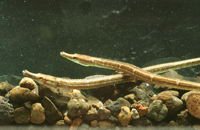 Microphis retzii