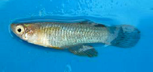 Mirud_u0.jpg